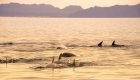 pod of dolphins in the sea of cortez