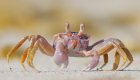 fiddler crab on baja beach