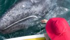 girl touching gray whale