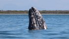 gray whale spyhopping magdalena bay baja