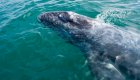 gray whale in baja's pacific lagoons