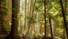 Dense coastal forest on Hanson Island in British Columbia, a backdrop for sea kayaking and camping adventures in Canada.