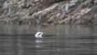 Harbor seal surfacing in the calm waters of Johnstone Strait in British Columbia