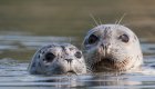 two harbor seals peaking out of the water