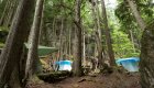 tents set up in cedar woods