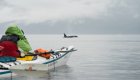sea kayaker in water with orca approaching