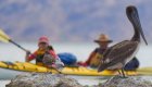 kayakers in baja near pelicans