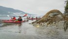 Guided group enjoying a Johnstone Strait kayaking adventure with misty mountains and rocky shoreline views in British Columbia.