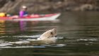 Sea lion swimming near kayakers during a Johnstone Strait kayaking wildlife tour in Canada.
