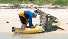 pelican and kayak in galapagos