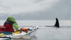 sea kayaker looking at an orca whale