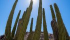 cactus in Baja, mexico