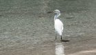 white bird in Baja
