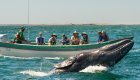 whale watching in baja