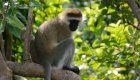 Monkey perched on a tree branch in a lush green forest in Rwanda.