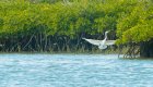 bird in san ignacio mangroves