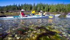 kayakers looking for marine life
