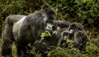 Silverback mountain gorilla with family members resting and feeding in dense forest in Rwanda.