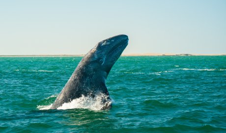 A gray whale emerging from the Sea of Cortez