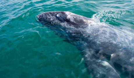baja gray whale watching