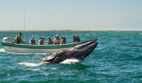 A gray whale breaching near a group of tourists on a whale watching tour in Puerto Chale. 