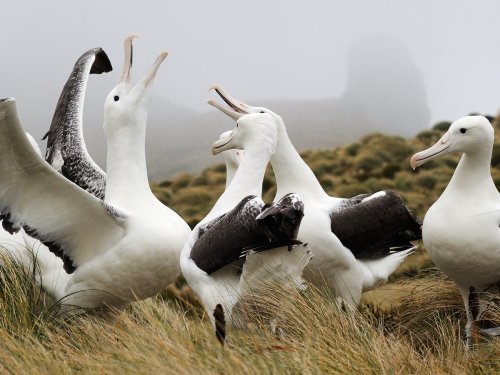A group of wandering Albatross birds in the grass on a foggy day in Antarctica