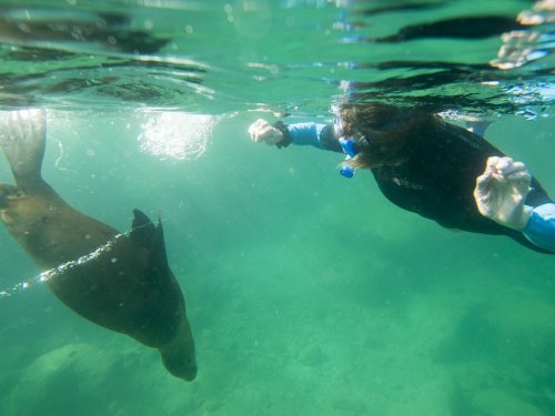Underwater shot of a person snorkeling with a sea lion.