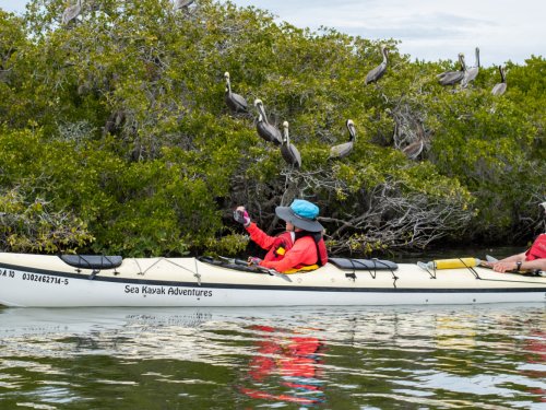 sea kayakers looking at birds in mangrove