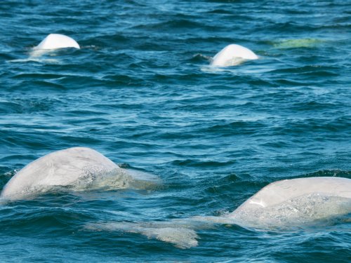 Four Beluga Whales swimming 