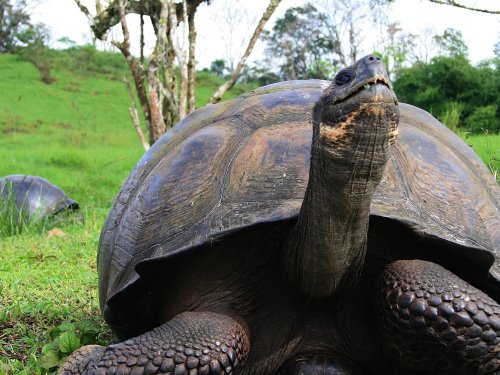 Two Galapagos land tortoises in green grass