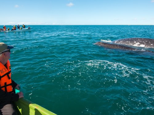 Guests watching a gray whale swim alongside a small boat in Baja California during whale season in Mexico