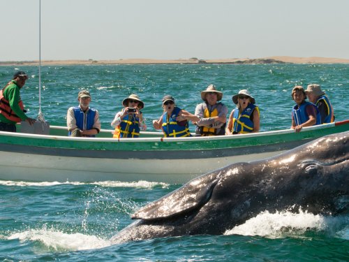 whale watching in Baja