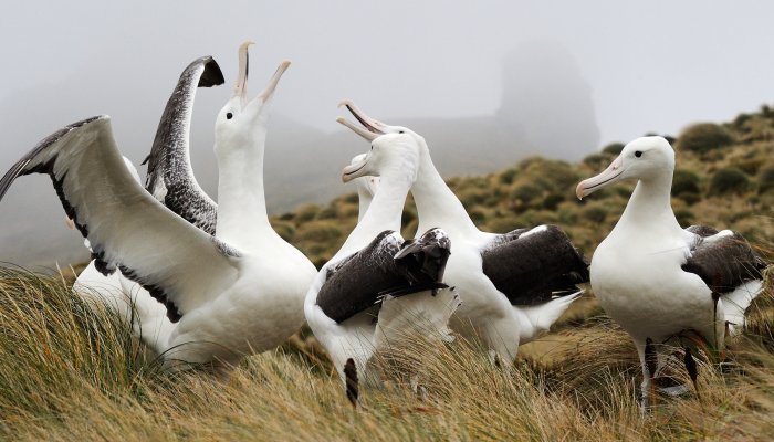 A group of wandering Albatross birds in the grass on a foggy day in Antarctica