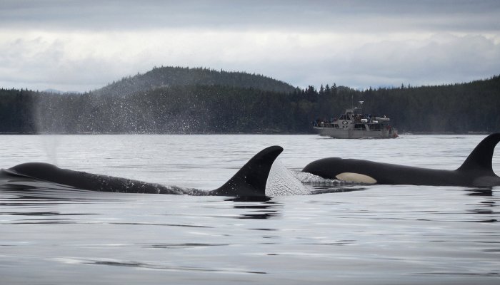Two orca whales swim by on a gloomy day off the coast of British Columbia