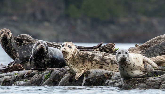 harbor seals resting on rocky outcropping