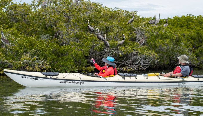 sea kayakers looking at birds in mangrove