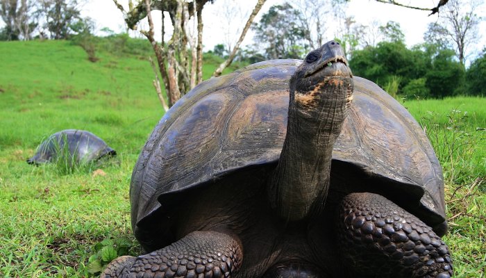 Two Galapagos land tortoises in green grass