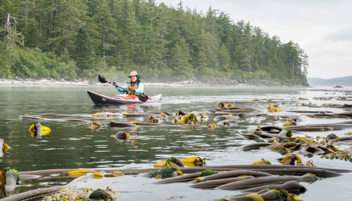 sea kayak in the johnstone strait kayaking through bullwhip kelp