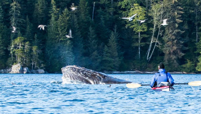 Sea Kayaker witnesses a humpback whale lunge feed in British Columbia 