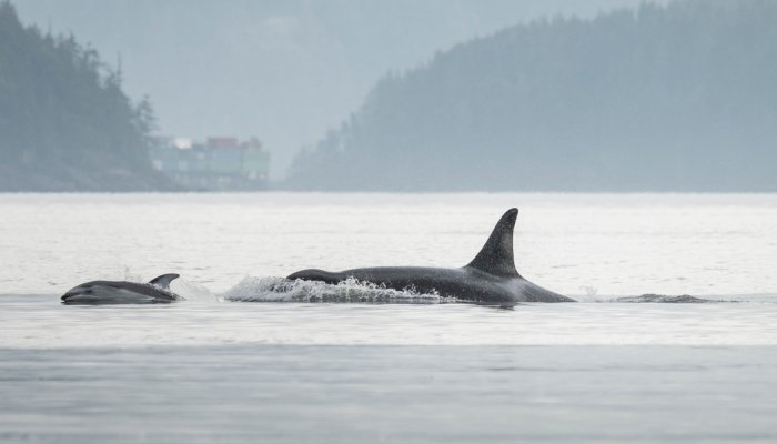 killer whales swimming in johnstone strait british columbia