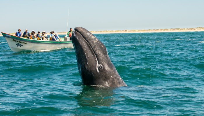 Gray whale watching tours in Baja