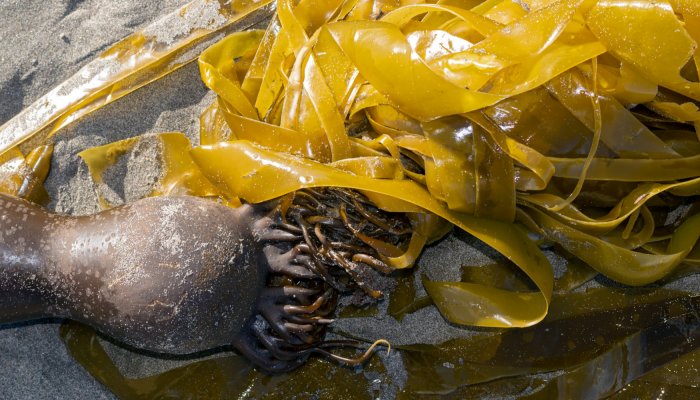 bullwhip kelp on sand