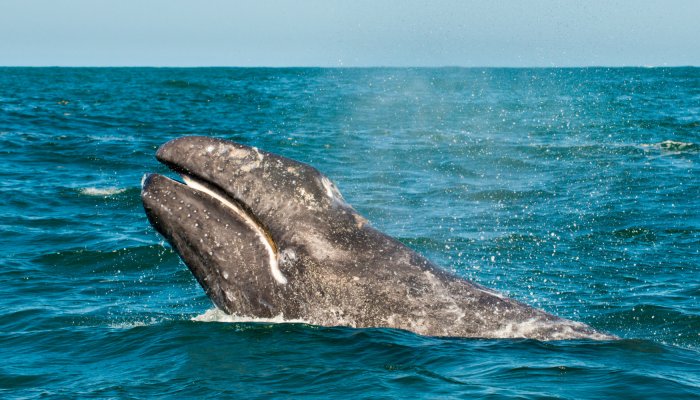 Whale breaching the water in Baja, California.