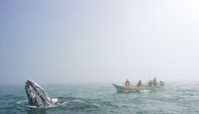 A boat of tourists watching a whale emerge from the ocean in Magdalena Bay, Baja California Sur, Mexico