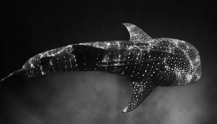 black and white photo of whale shark