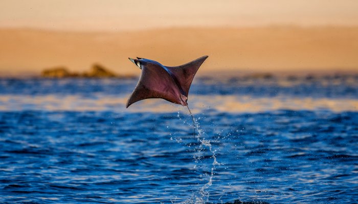 flying manta ray over blue ocean water with orange sunset behind
