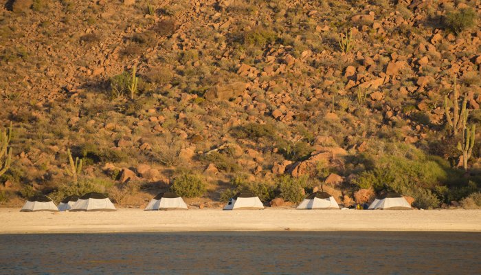 Row of tents on a beach in front of a wall of cacti in Baja California Sur