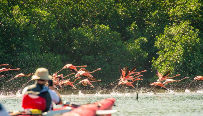 sea kayak with flamingos in cuba