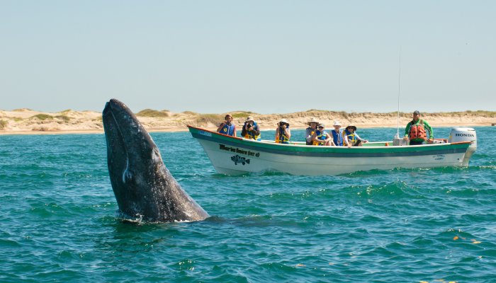 Friendly whales in Baja California Sur