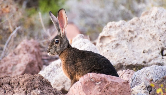 rabbit in baja california
